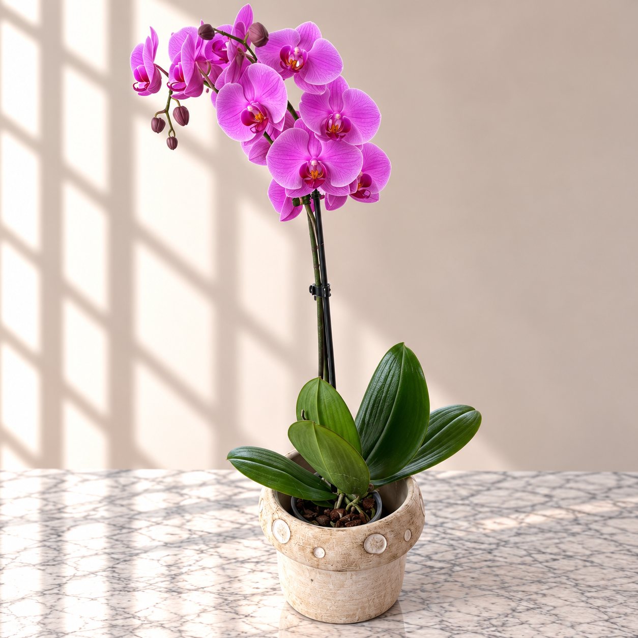 Pink phalaenopsis orchid in a stone pot
