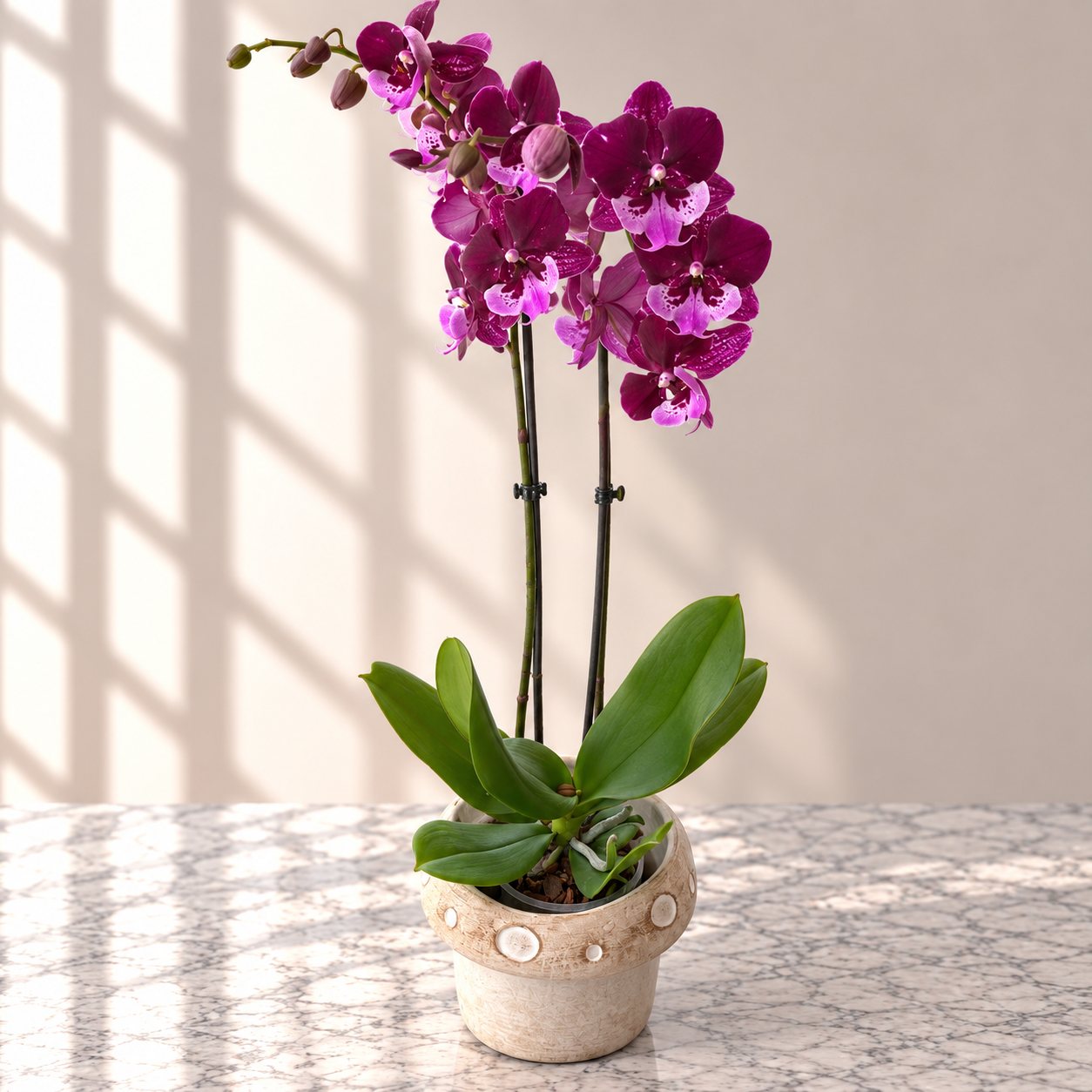 Deep purple phalaenopsis orchid in a stone pot