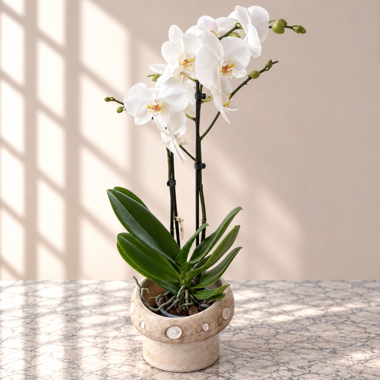 White phalaenopsis orchid in a stone pot